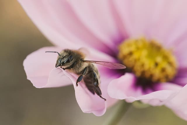 Comment créer un espace naturel pour les abeilles