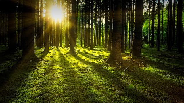 Comment créer un étang naturel pour accueillir la faune