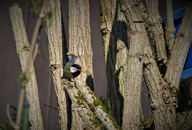 Comment attirer les chauves-souris dans votre jardin