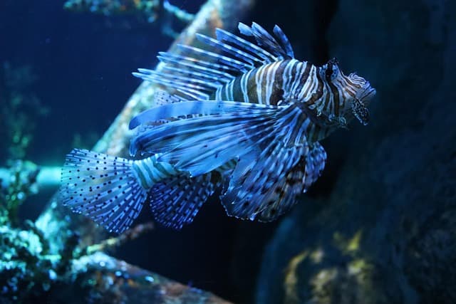 Comment préserver la biodiversité marine et ses habitants