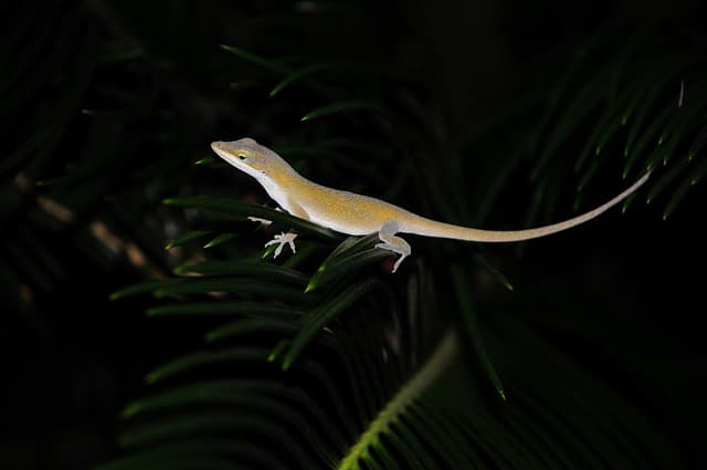 Comment choisir les meilleures plantes pour attirer la faune