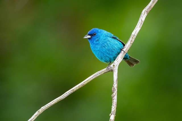 Comment identifier les oiseaux chanteurs près de chez vous