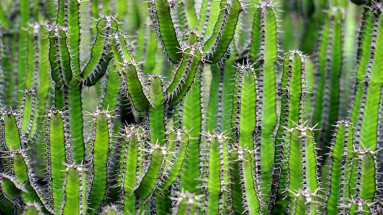 découvrez les xerophytes, ces plantes fascinantes adaptées aux environnements arides. apprenez comment elles survivent avec peu d'eau, leurs caractéristiques uniques et leur rôle essentiel dans l'écosystème désertique.