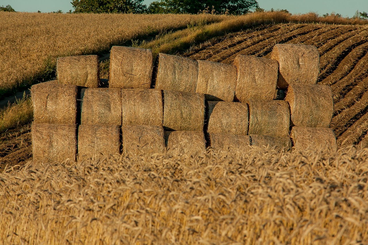 découvrez l'agritourisme : une expérience unique qui vous plonge au cœur de la nature. explorez des fermes, participez à des ateliers agricoles et savourez des produits locaux authentiques. éveillez vos sens et reconnectez-vous avec la terre tout en soutenant l'agriculture durable. parfait pour les amoureux de la nature et les gourmets !