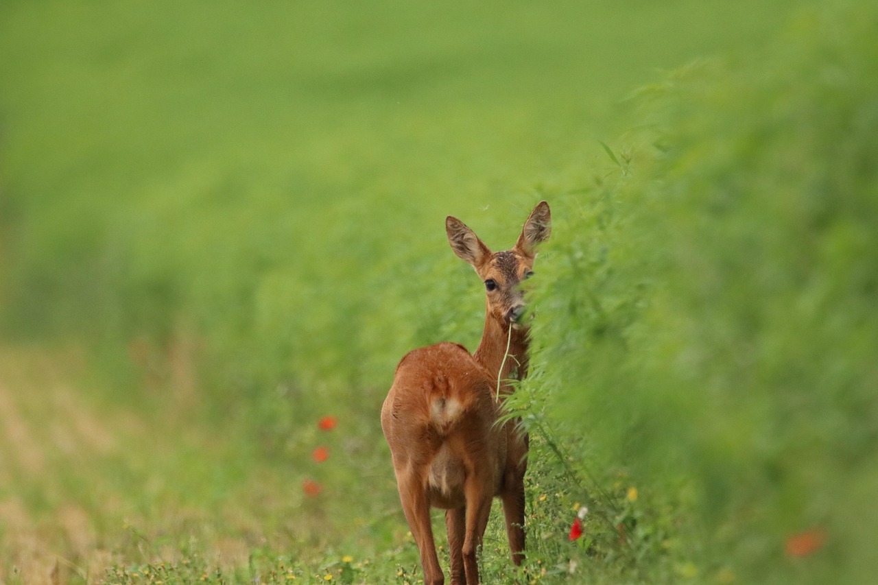 découvrez l'importance de la biodiversité pour notre planète, ses enjeux écologiques et les actions nécessaires pour la préserver. apprenez comment la diversité des espèces contribue à l'équilibre des écosystèmes et à notre bien-être.