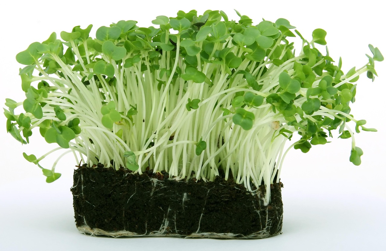 découvrez le monde fascinant des microgreens, ces petites plantes aux saveurs intenses et aux bienfaits nutritionnels incomparables. apprenez comment les cultiver facilement chez vous et enrichissez vos plats avec une touche de fraîcheur et de couleur!