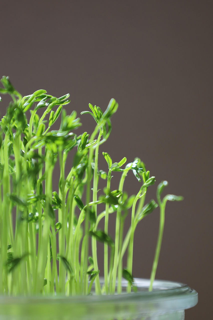 découvrez l'univers fascinant des microgreens, ces petites pousses nutritives et savoureuses qui ajoutent une touche de fraîcheur à vos plats. apprenez comment les cultiver chez vous et profitez des nombreux bienfaits pour la santé qu'ils offrent, tout en élevant vos créations culinaires à un autre niveau.