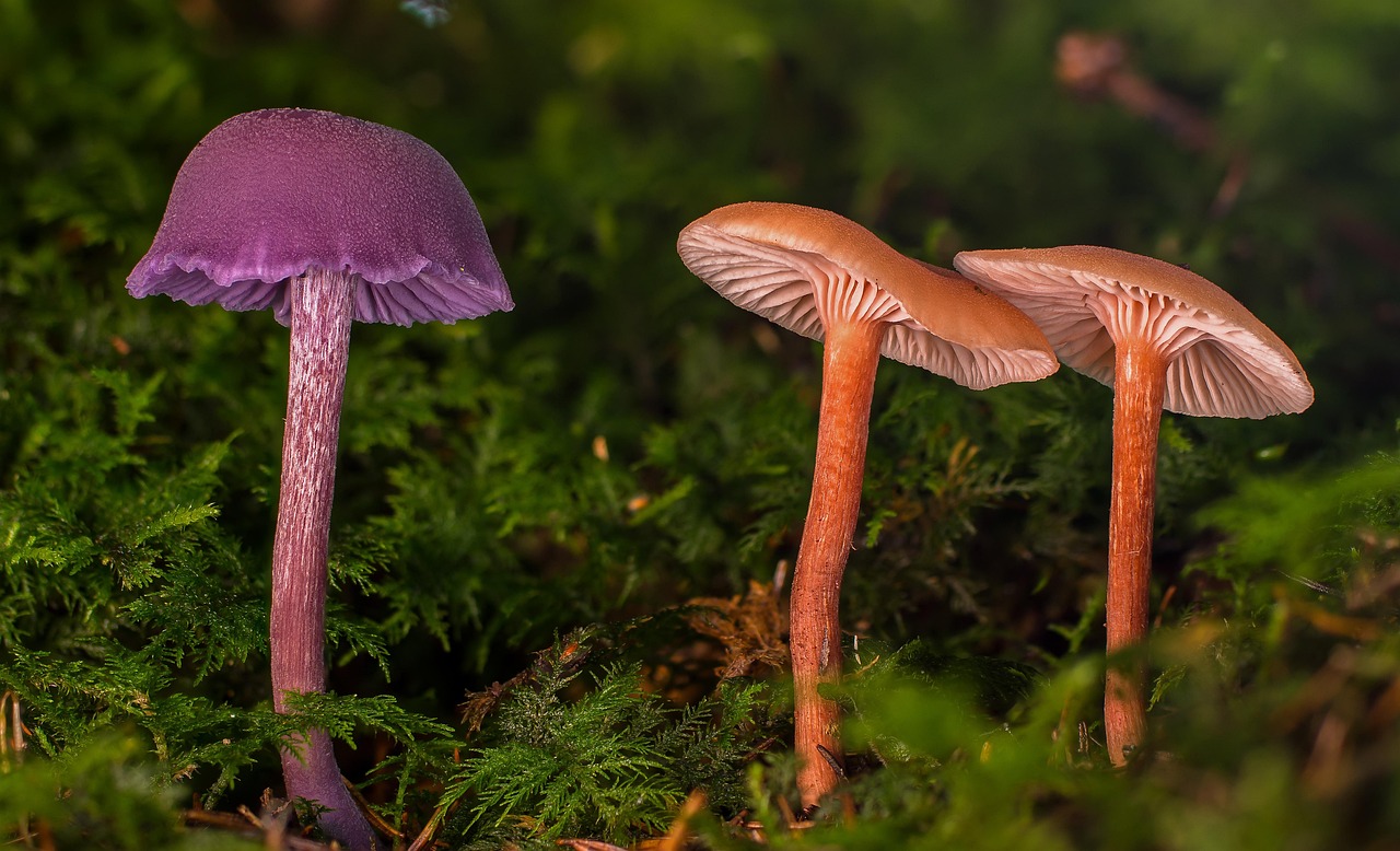 découvrez l'univers fascinant des champignons : des variétés comestibles aux espèces toxiques, apprenez tout sur leur culture, leurs bienfaits pour la santé et comment les intégrer dans vos plats pour rehausser vos recettes.