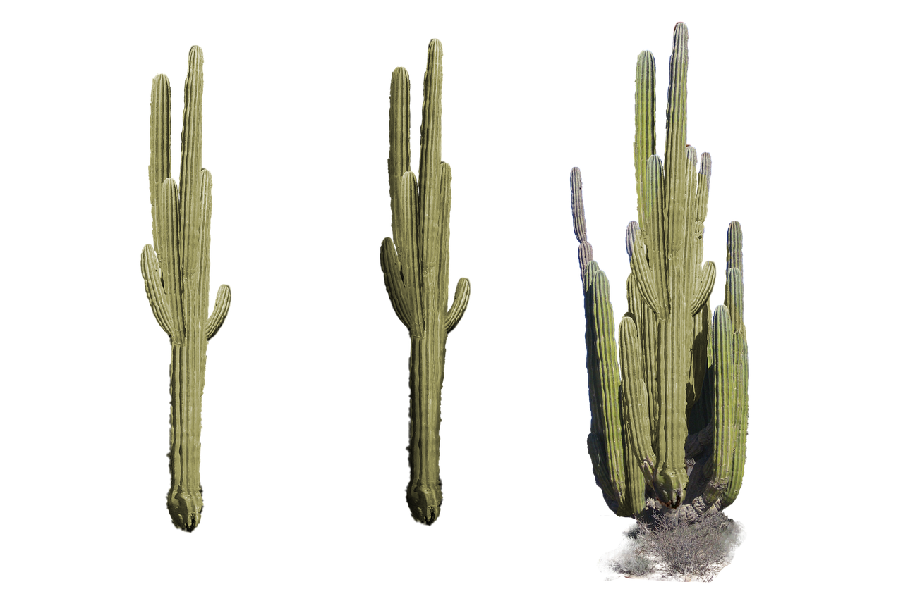 découvrez le monde fascinant des xérophytes, ces plantes adaptées aux conditions arides et désertiques. apprenez leurs techniques de survie uniques et leur rôle essentiel dans les écosystèmes terrestres. explorez les variétés les plus intéressantes et comment elles s'épanouissent malgré un climat hostile.